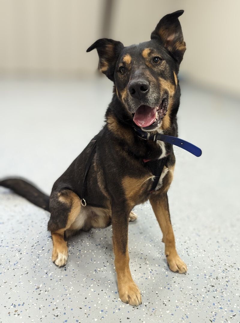 Cody, an adoptable Shepherd, Mixed Breed in Yankton, SD, 57078 | Photo Image 2