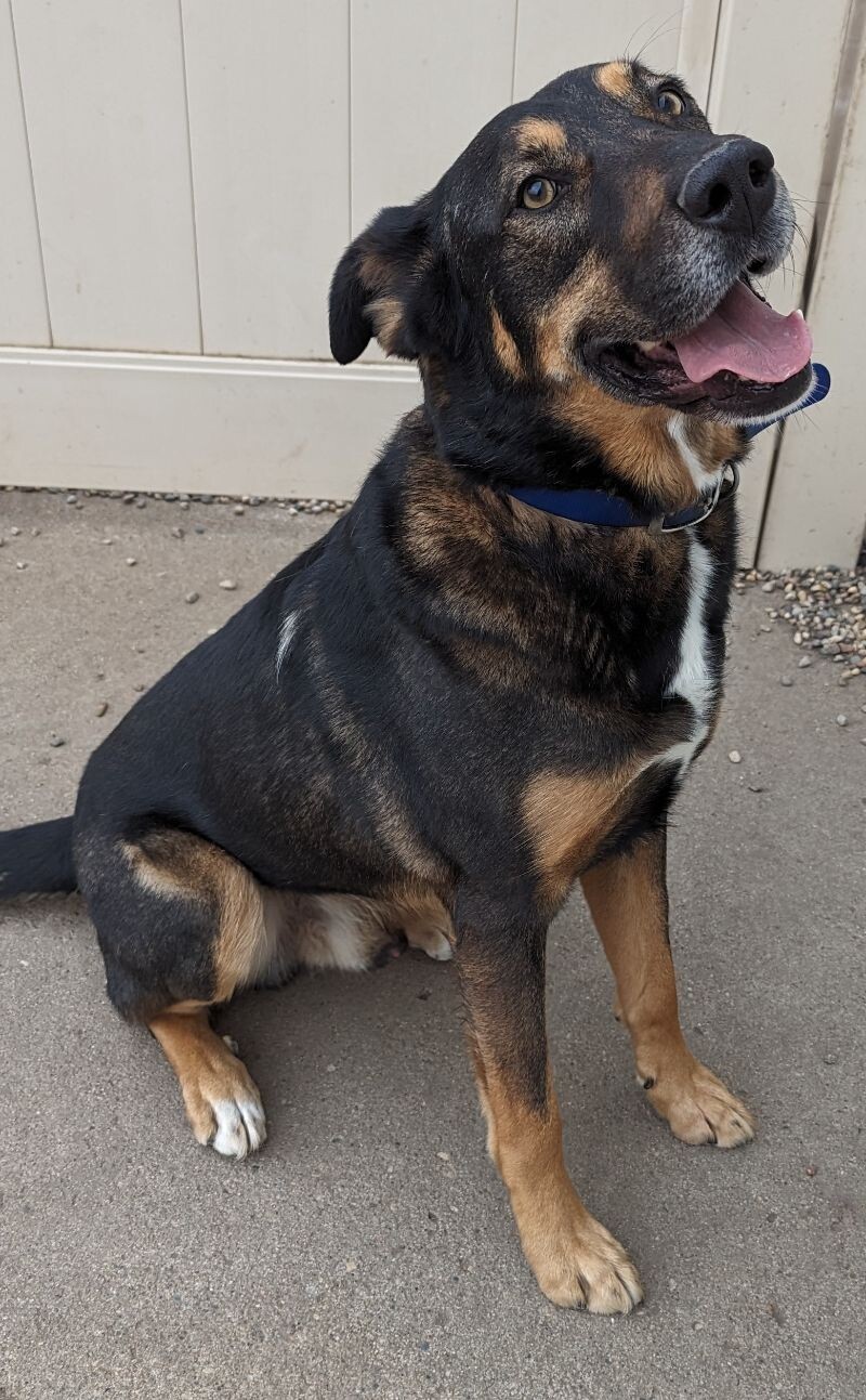 Cody, an adoptable Shepherd, Mixed Breed in Yankton, SD, 57078 | Photo Image 4