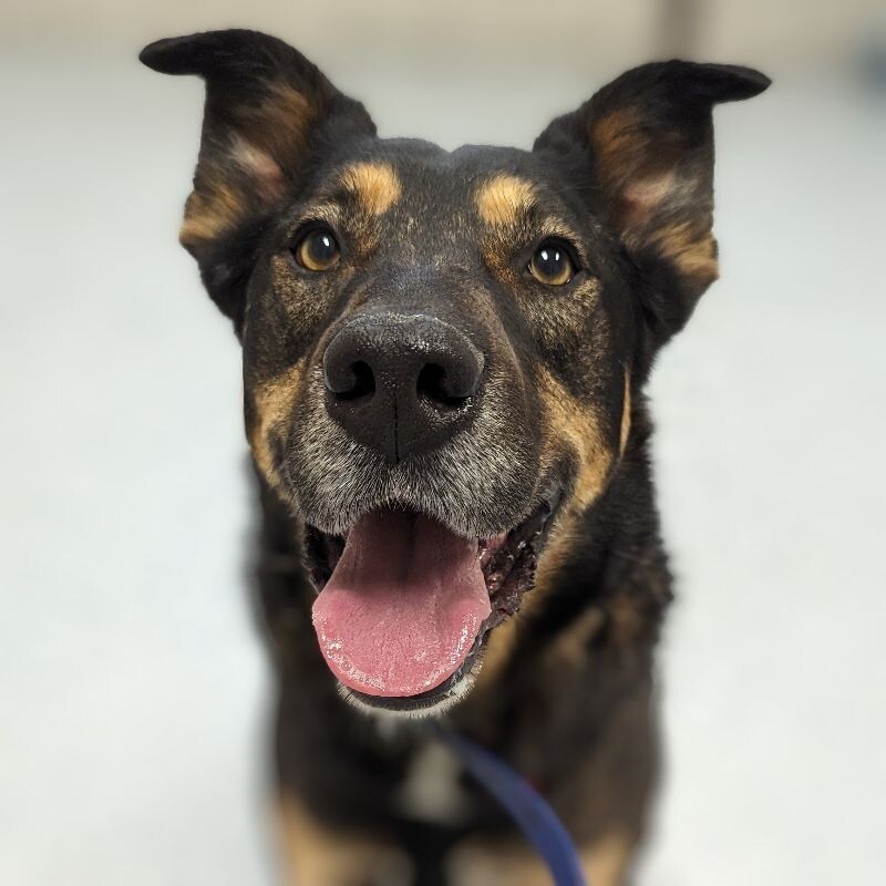 Cody, an adoptable Shepherd, Mixed Breed in Yankton, SD, 57078 | Photo Image 6