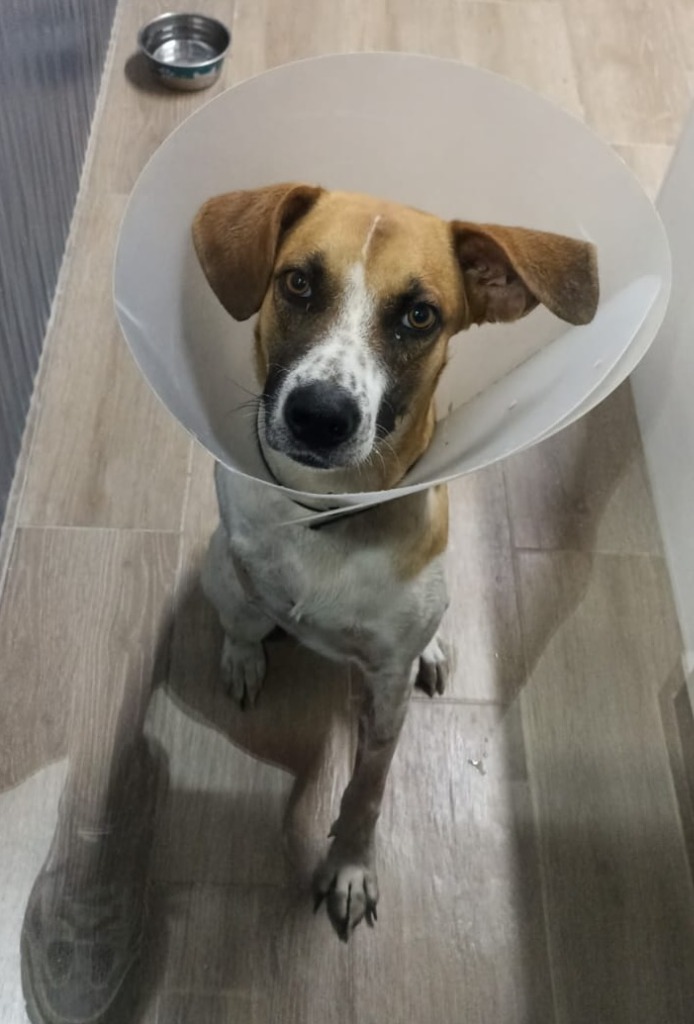 Magnus, an adoptable Mixed Breed in San Juan de Abajo, NAY, 63732 | Photo Image 1