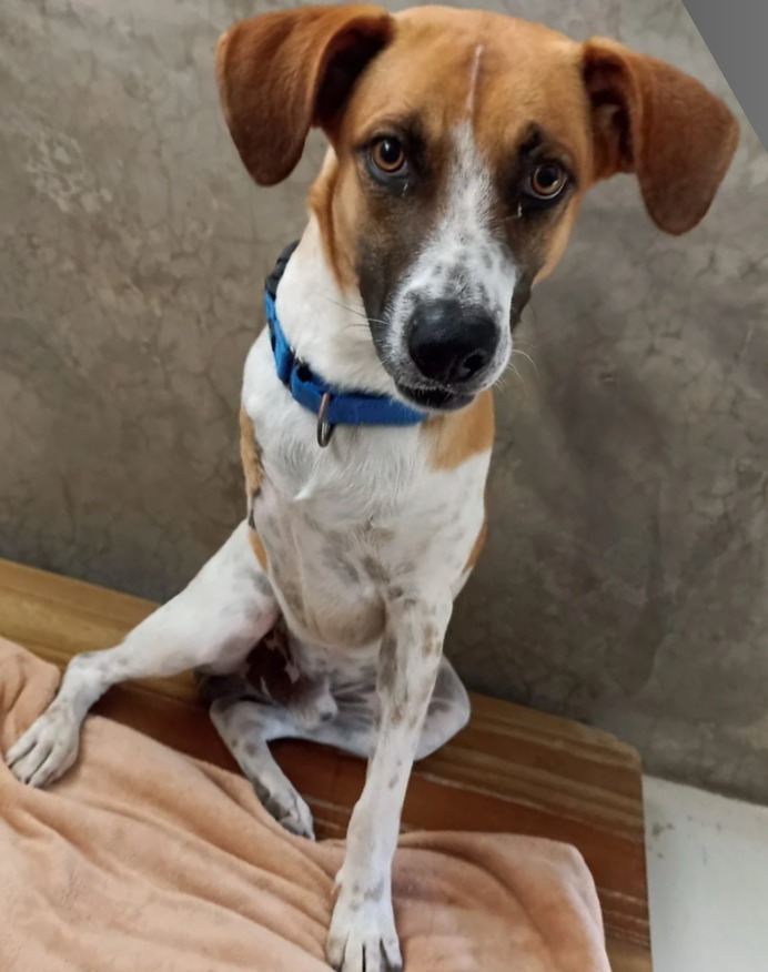 Magnus, an adoptable Mixed Breed in San Juan de Abajo, NAY, 63732 | Photo Image 1