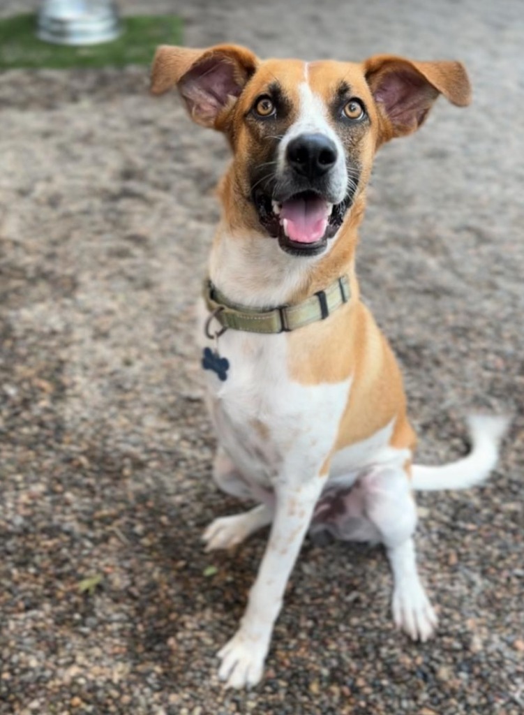 Magnus, an adoptable Mixed Breed in San Juan de Abajo, NAY, 63732 | Photo Image 1