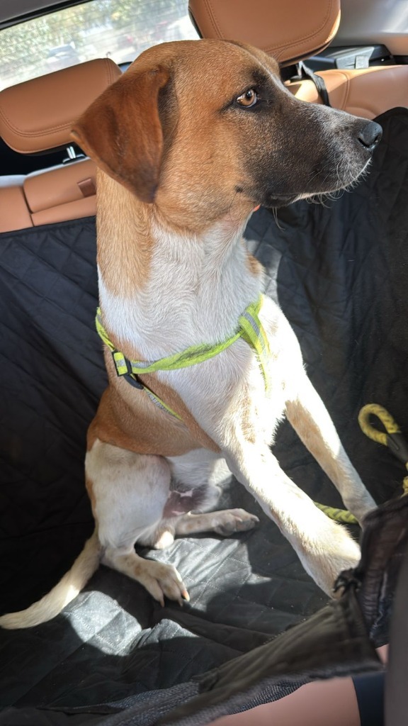 Magnus, an adoptable Mixed Breed in San Juan de Abajo, NAY, 63732 | Photo Image 2