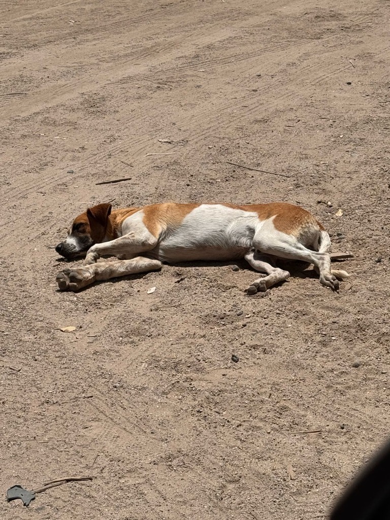Magnus, an adoptable Mixed Breed in San Juan de Abajo, NAY, 63732 | Photo Image 3