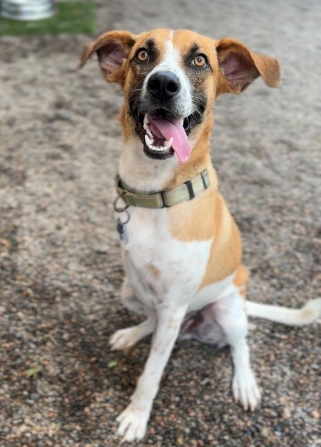 Magnus, an adoptable Mixed Breed in San Juan de Abajo, NAY, 63732 | Photo Image 6
