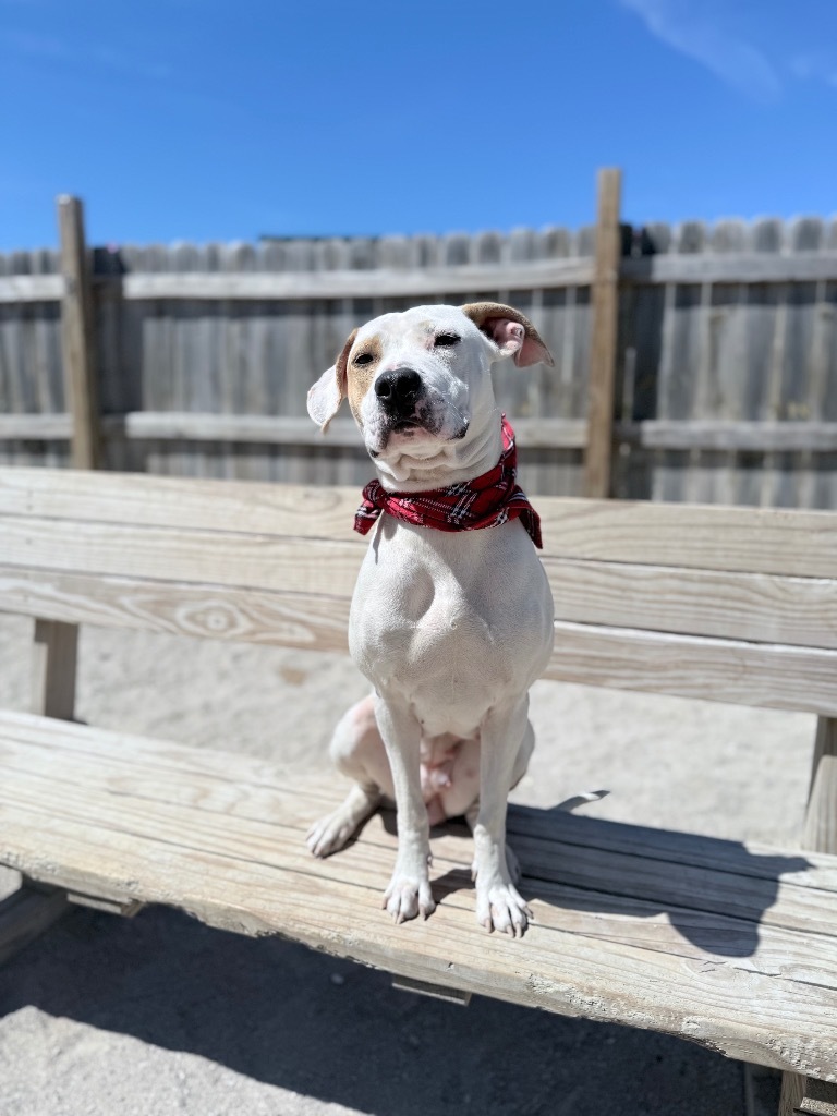 Bonnie