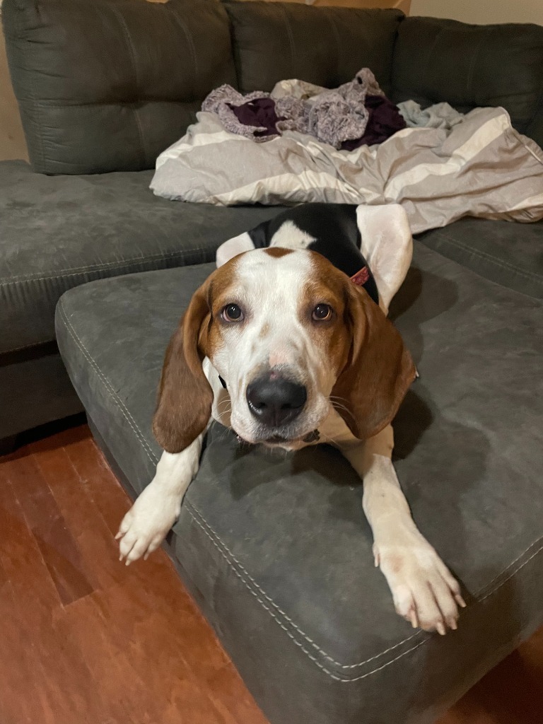 Jax, an adoptable Affenpinscher in Grovetown, GA, 30813 | Photo Image 1