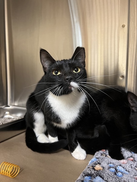 Ivy, an adoptable Domestic Short Hair in Kennewick, WA, 99336 | Photo Image 1