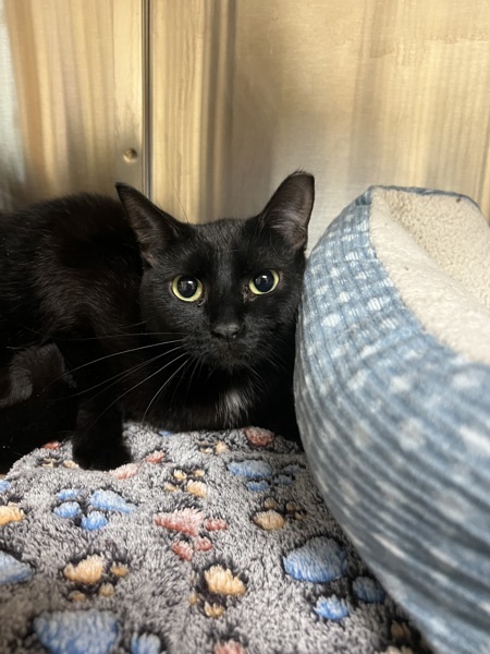 Wednesday, an adoptable Domestic Short Hair in Kennewick, WA, 99336 | Photo Image 1