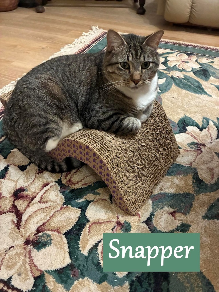 Snapper, an adoptable Domestic Short Hair in Hoover , AL, 35226 | Photo Image 1