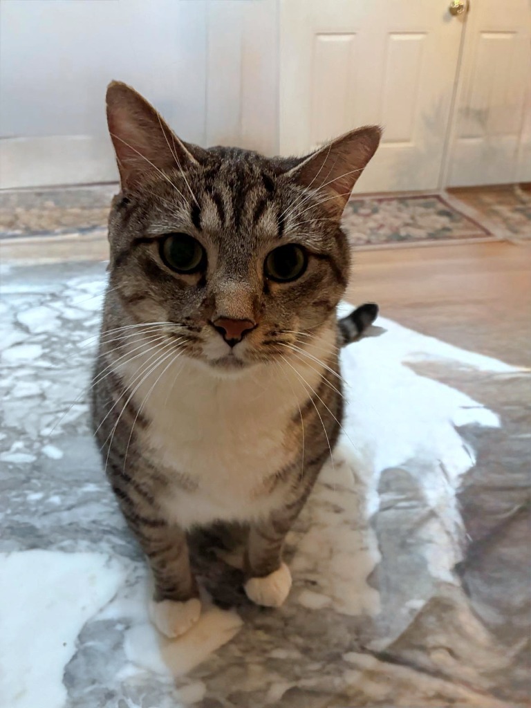 Snapper, an adoptable Domestic Short Hair in Hoover , AL, 35226 | Photo Image 2