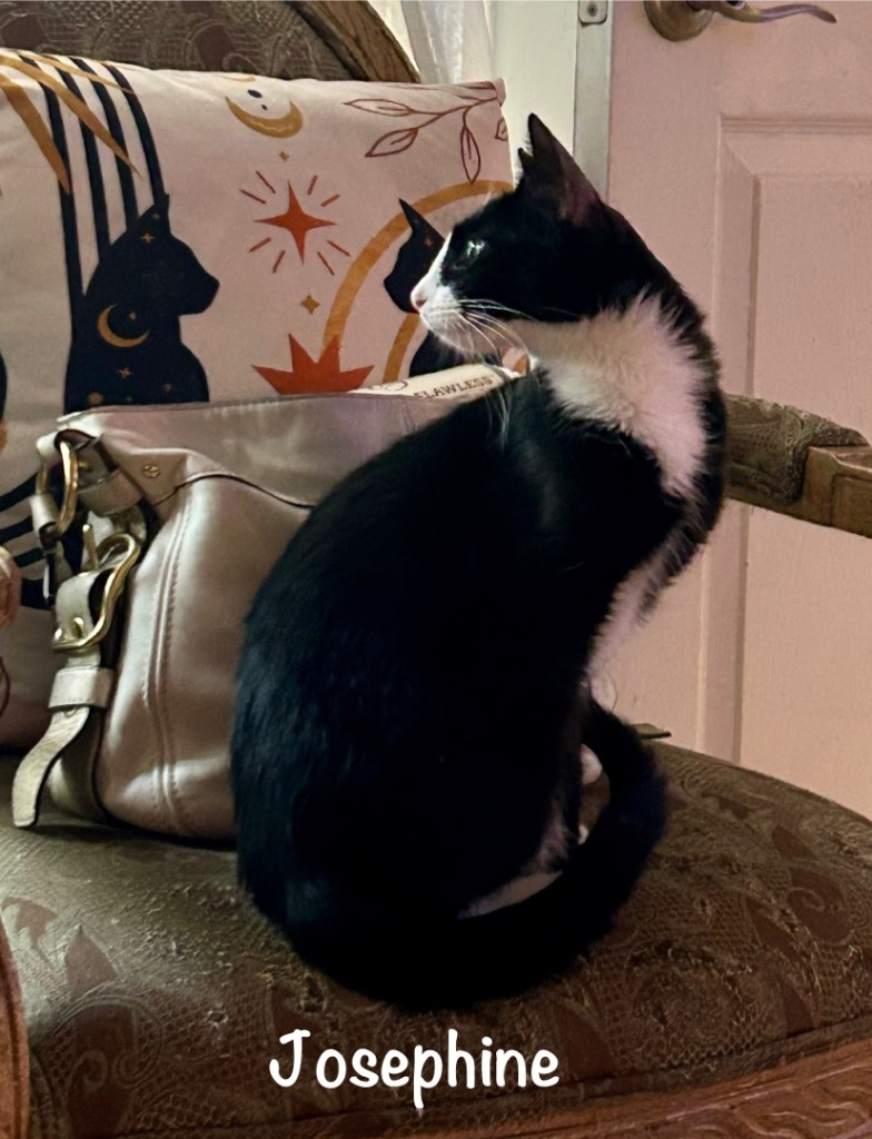 Josephine, an adoptable Domestic Short Hair in Hoover , AL, 35226 | Photo Image 1