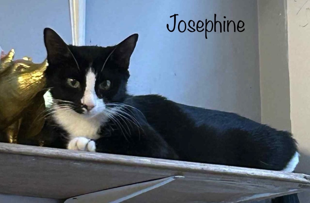 Josephine, an adoptable Domestic Short Hair in Hoover , AL, 35226 | Photo Image 2