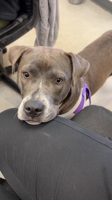 Koda