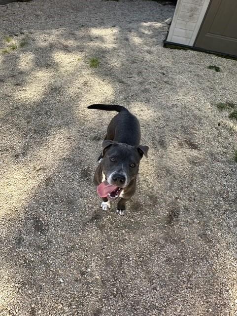 Koda