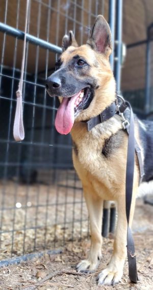 Sheeba, Adult Female unknown