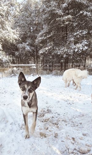 Coyote Girl, Adult Female unknown