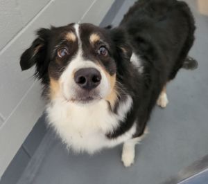 Nash, Adult Male unknown
