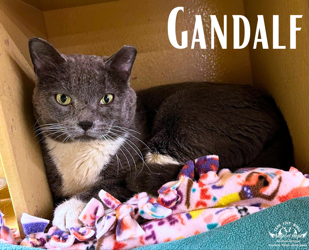 Gandalf