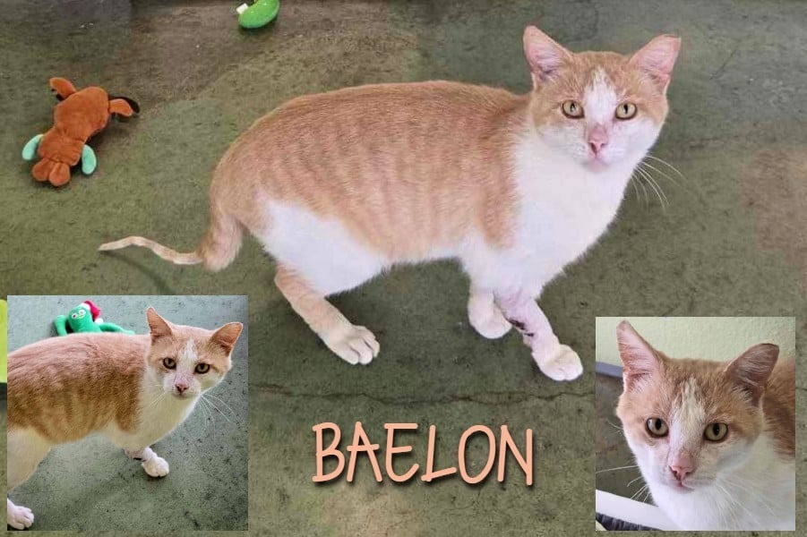 Baelon