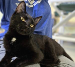 Lieutenant Dan (Capricorn), Young Male Domestic Short Hair