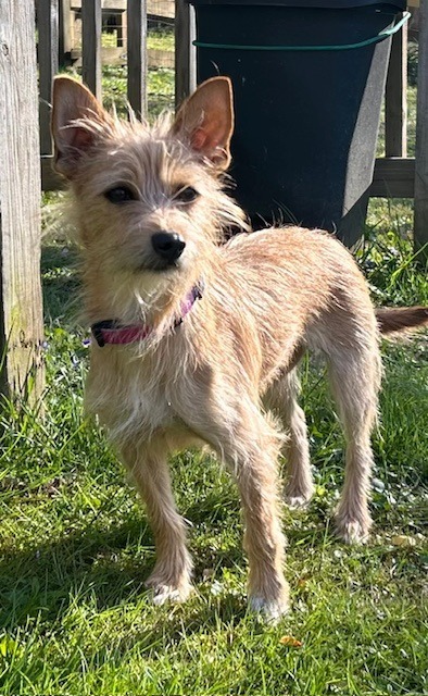 Daisy