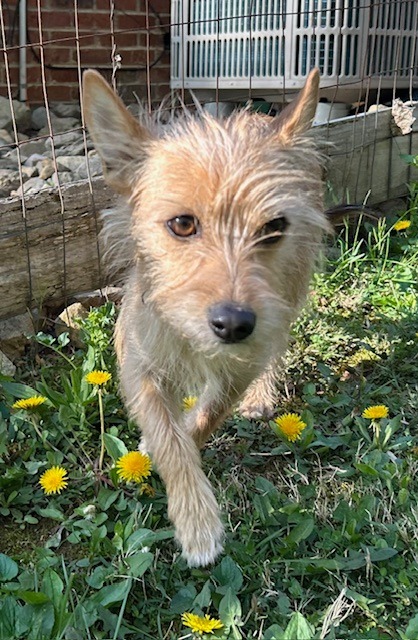 Daisy