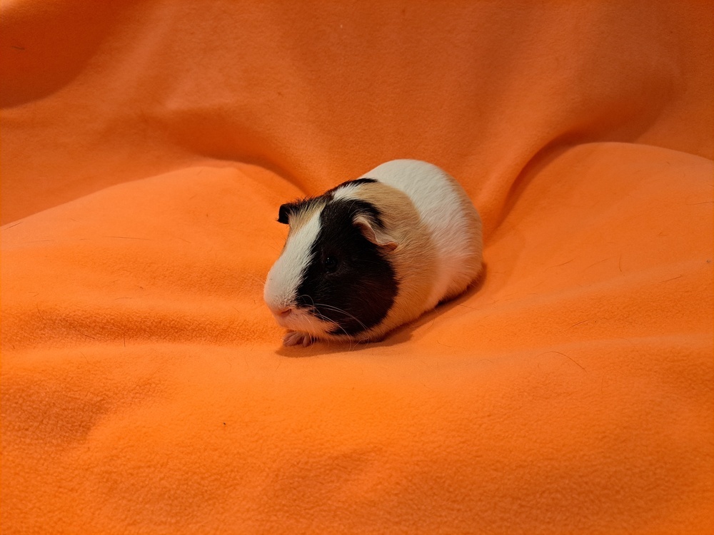 Hector