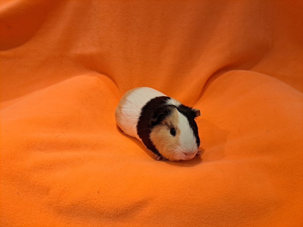 Hector