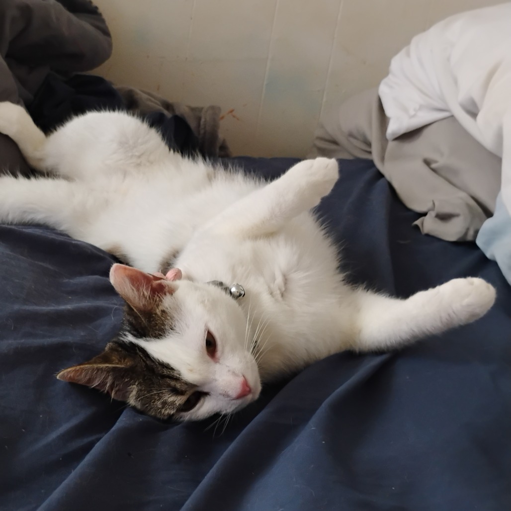 Jasper