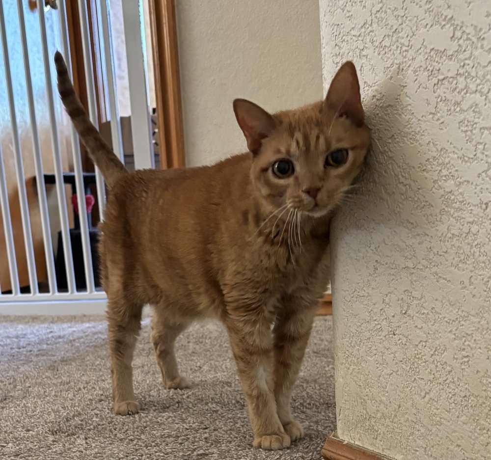 Pat Benetar, an adoptable Domestic Short Hair in Lafayette, CO, 80026 | Photo Image 2