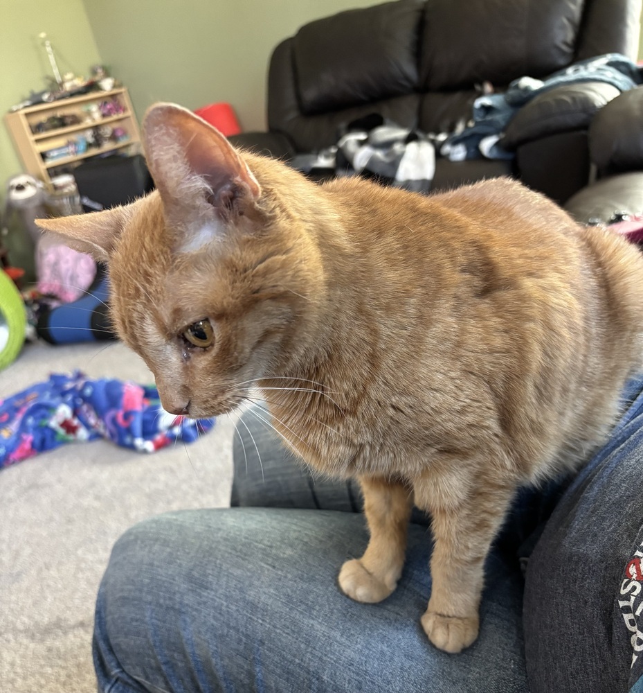 Pat Benetar, an adoptable Domestic Short Hair in Lafayette, CO, 80026 | Photo Image 5
