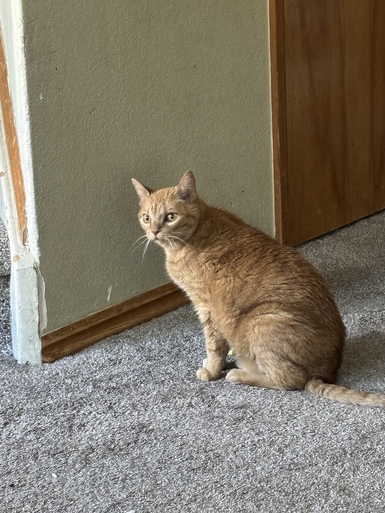 Pat Benetar, an adoptable Domestic Short Hair in Lafayette, CO, 80026 | Photo Image 6