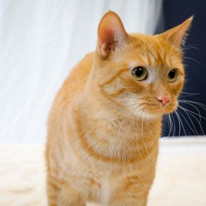 Nellie, Adult Female unknown