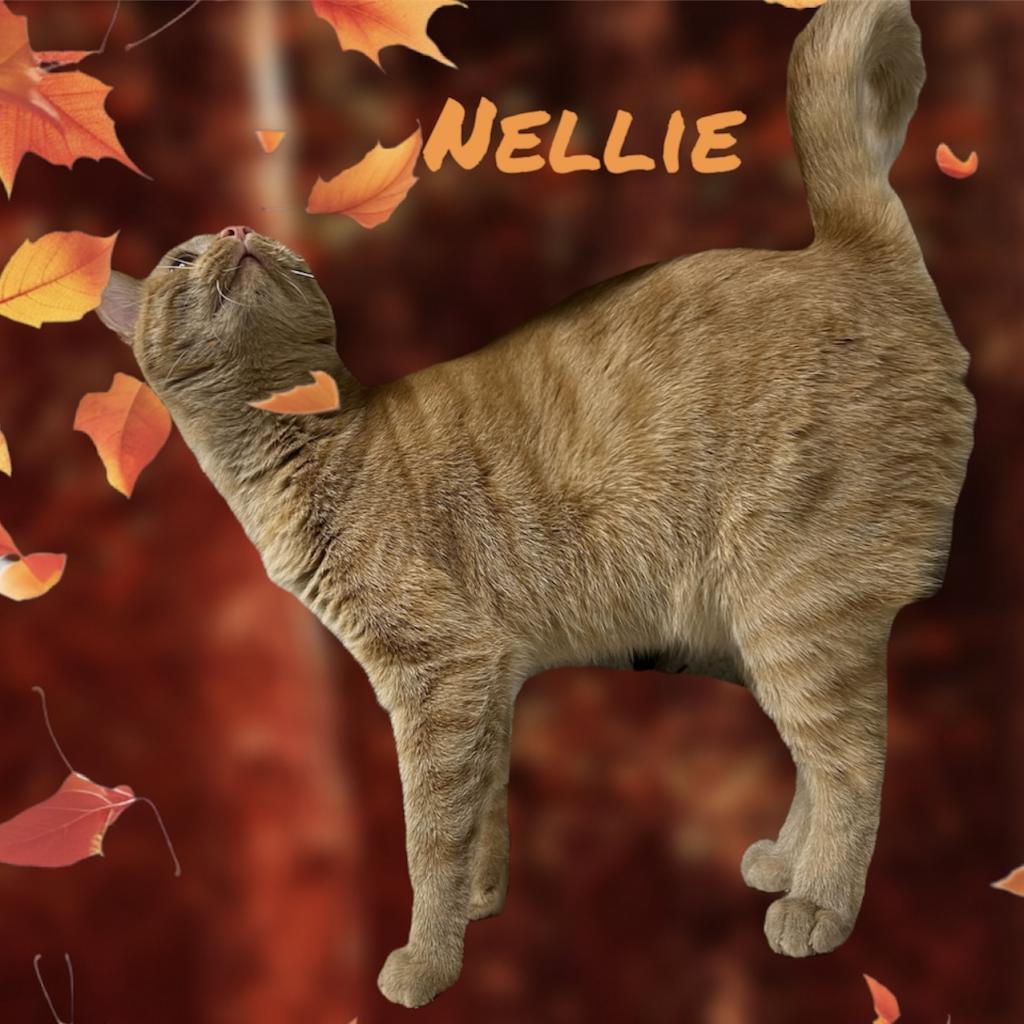Nellie