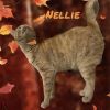 Nellie photo 2