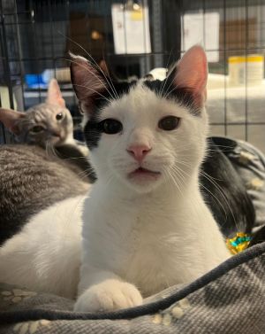 55-Miro Queylo Mar, Young Male Domestic Short Hair