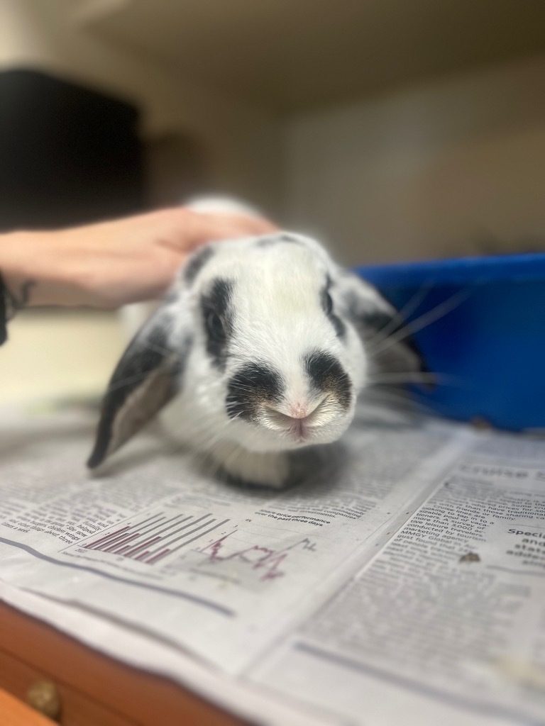 Marshmellow