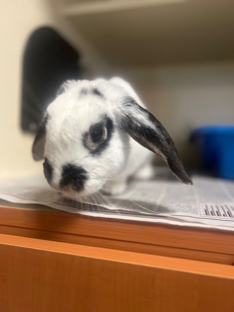 Marshmellow