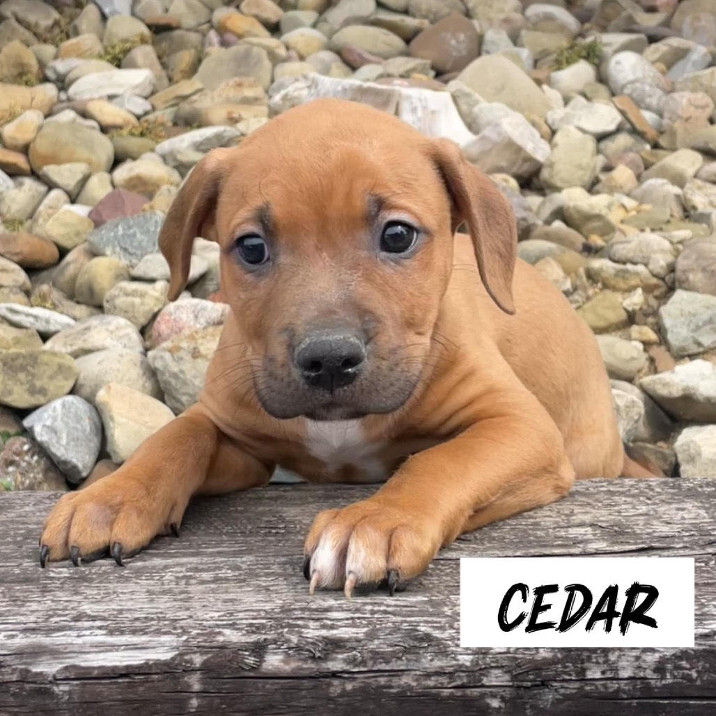 Cedar
