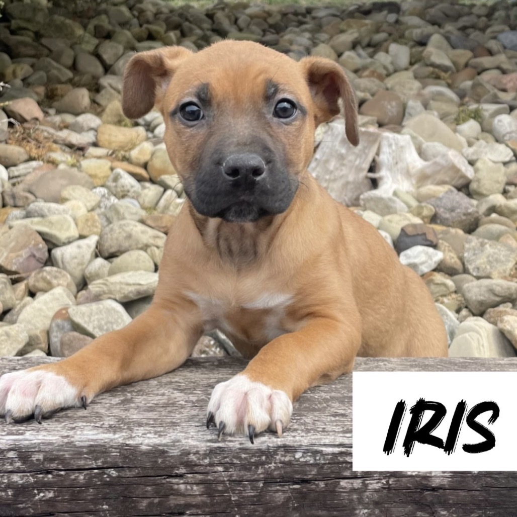 Iris