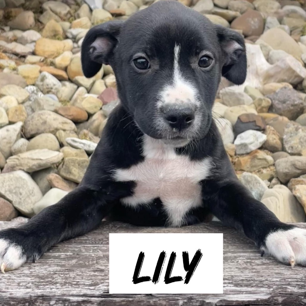Lily