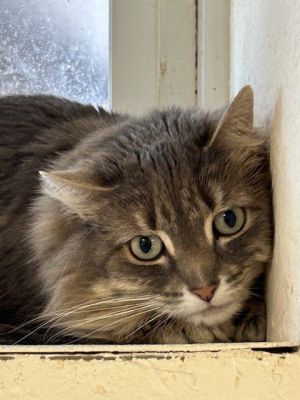 Binx, Adult Female Domestic Long Hair