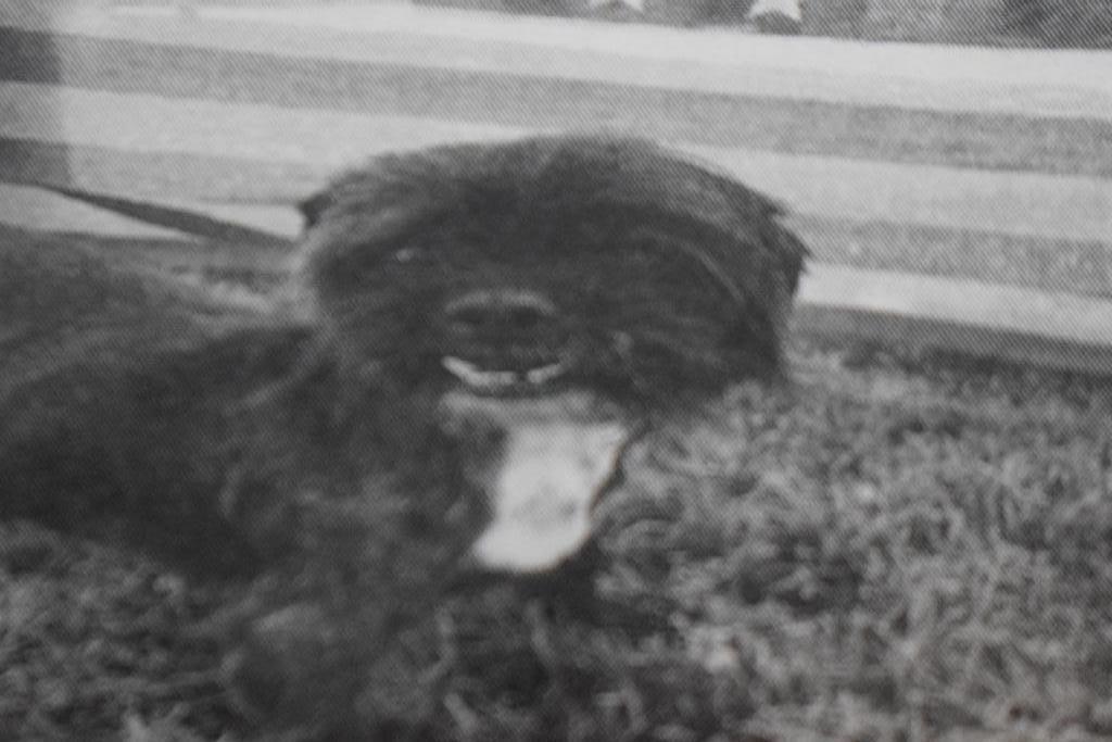 Jolly (Pup Pup) (A1063605)