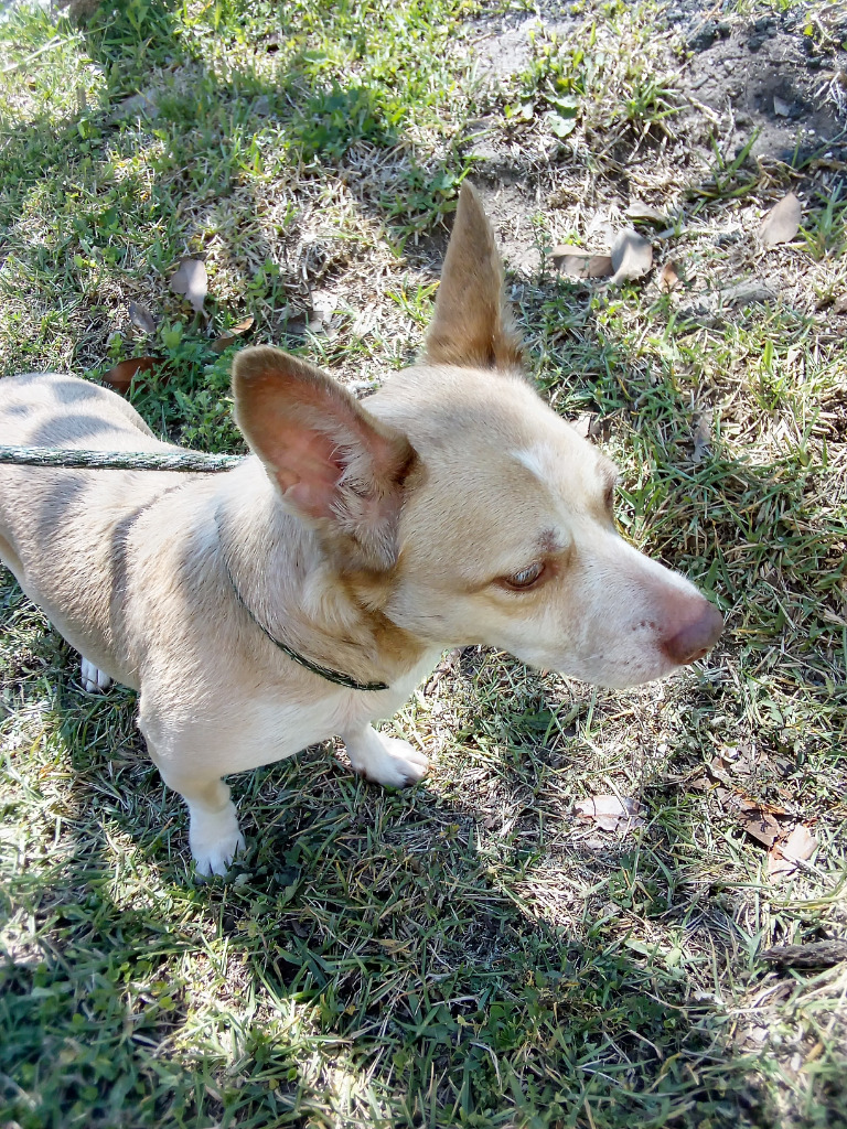 Sadie