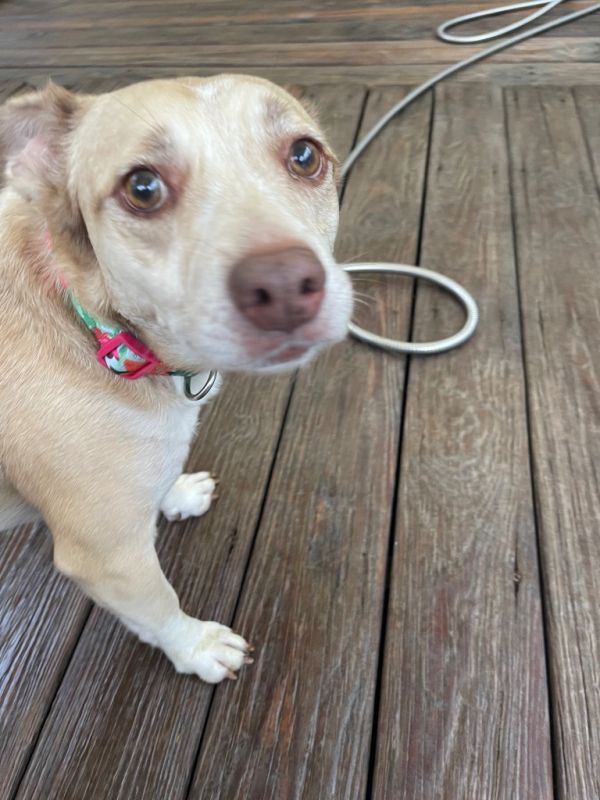 Sadie thumbnail 3