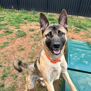 Rocko