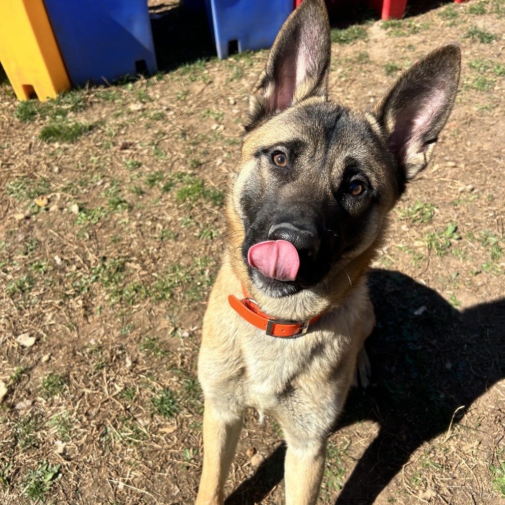 Rocko