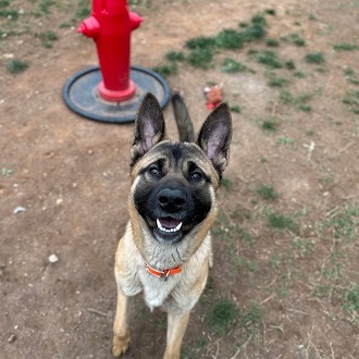 Rocko