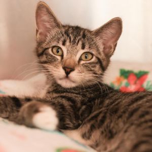 Kitten Rescue has a bountiful selection of perfectly adorable playful adoption-